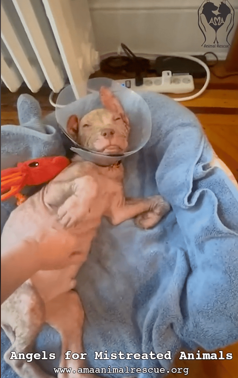 Neglected Puppy Barely Clinging to Life at Just 2 Months Old—But His Glow-Up Will Leave You Smiling